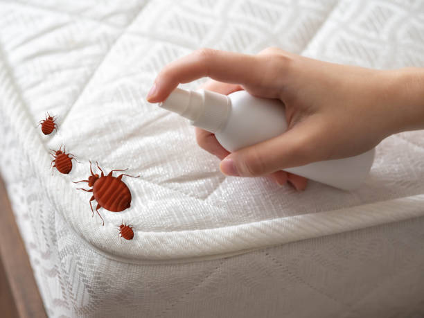 Best Termite Control Services  in Wadsworth, OH